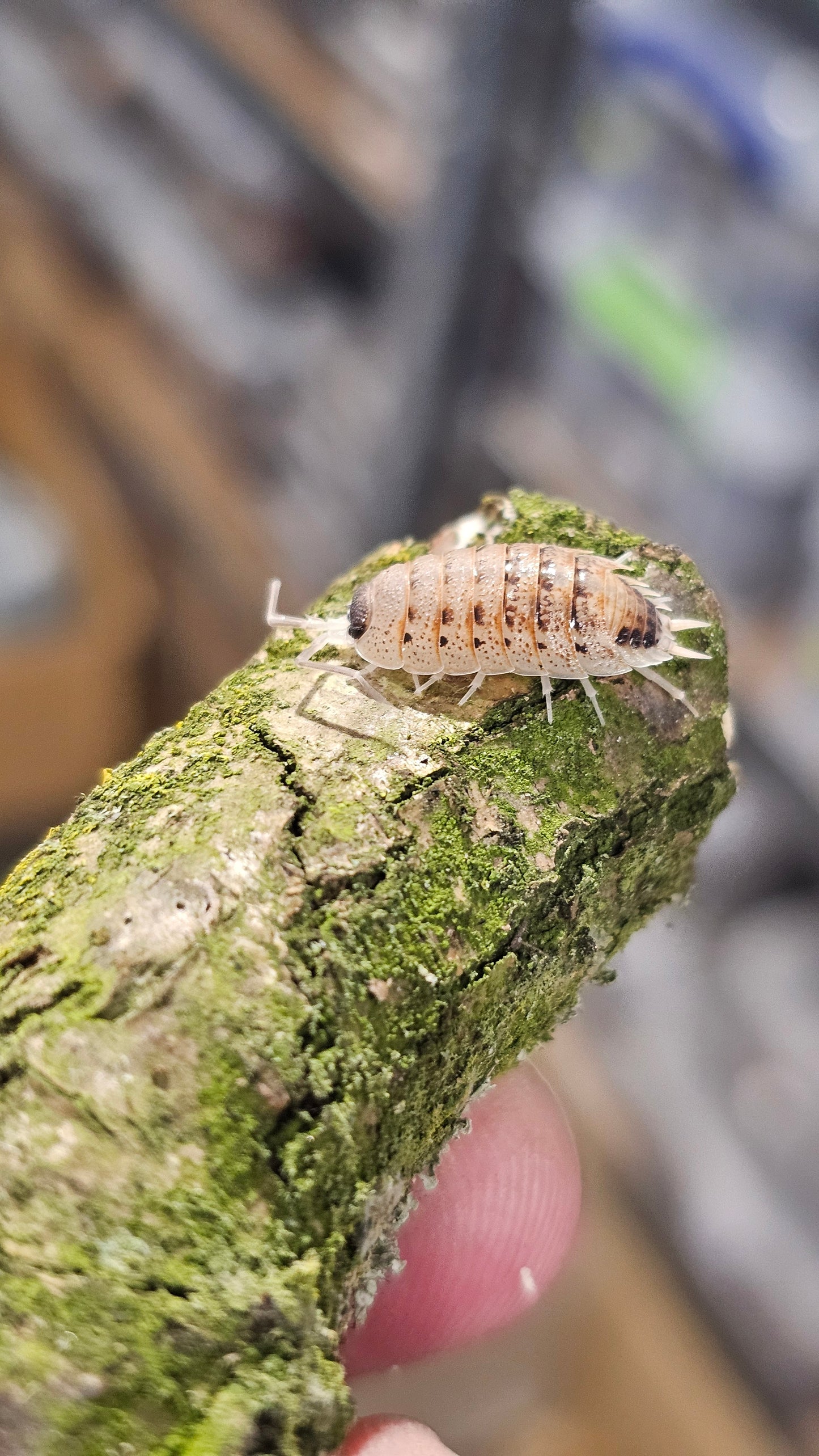 Porcellio nicklesi rubivan