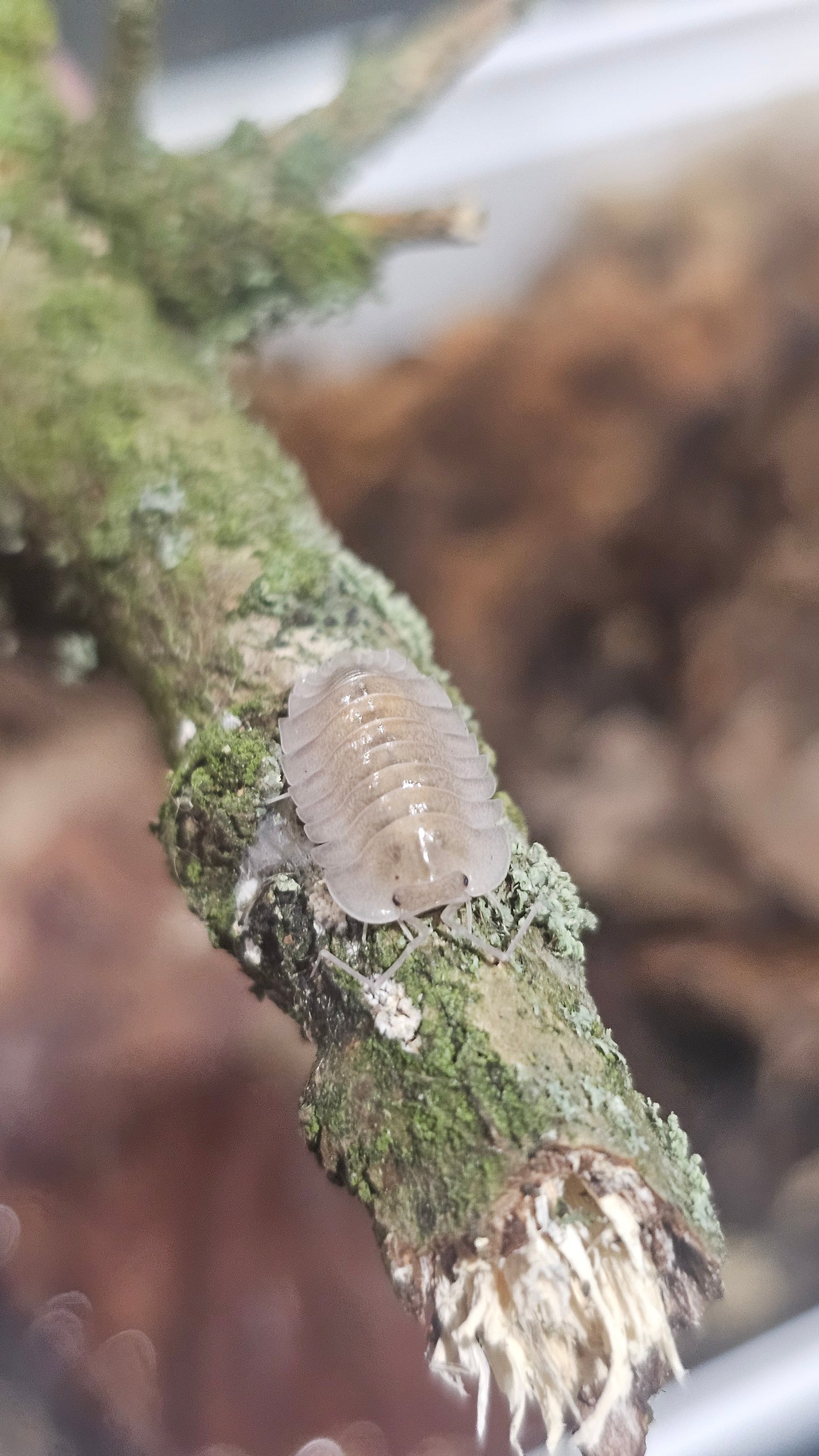 Troglodillo Glass Skeleton