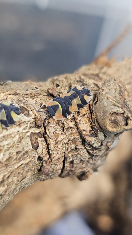 Ardentiella phoenix pastel peach