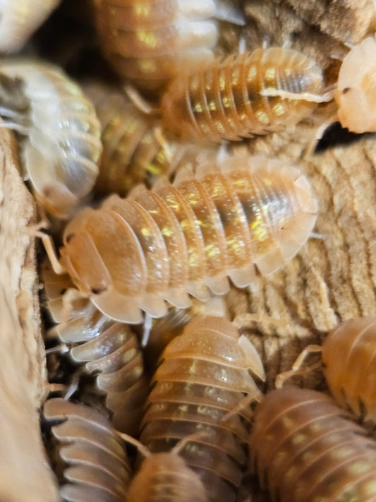 Armadillidium granulatum orange