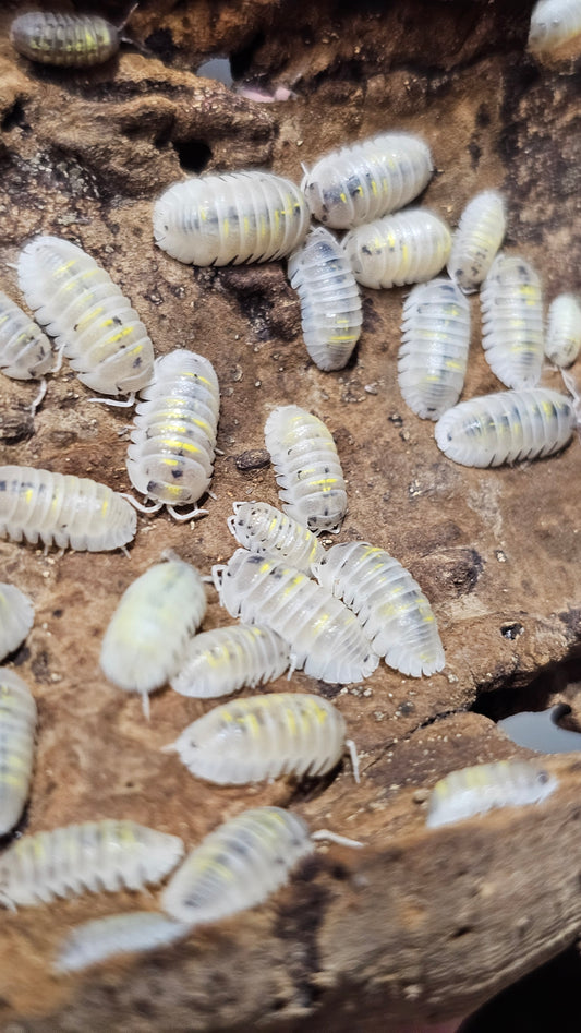 Armadillidium granulatum magic potion