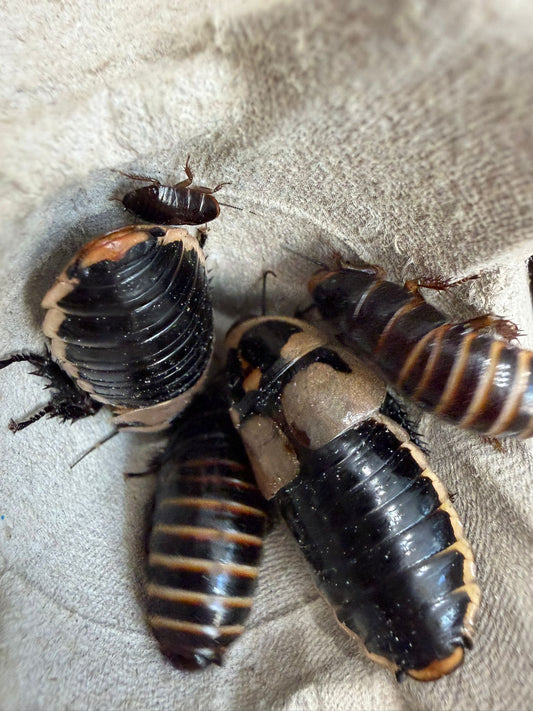 Lucihormetica Subcincta Cockroach