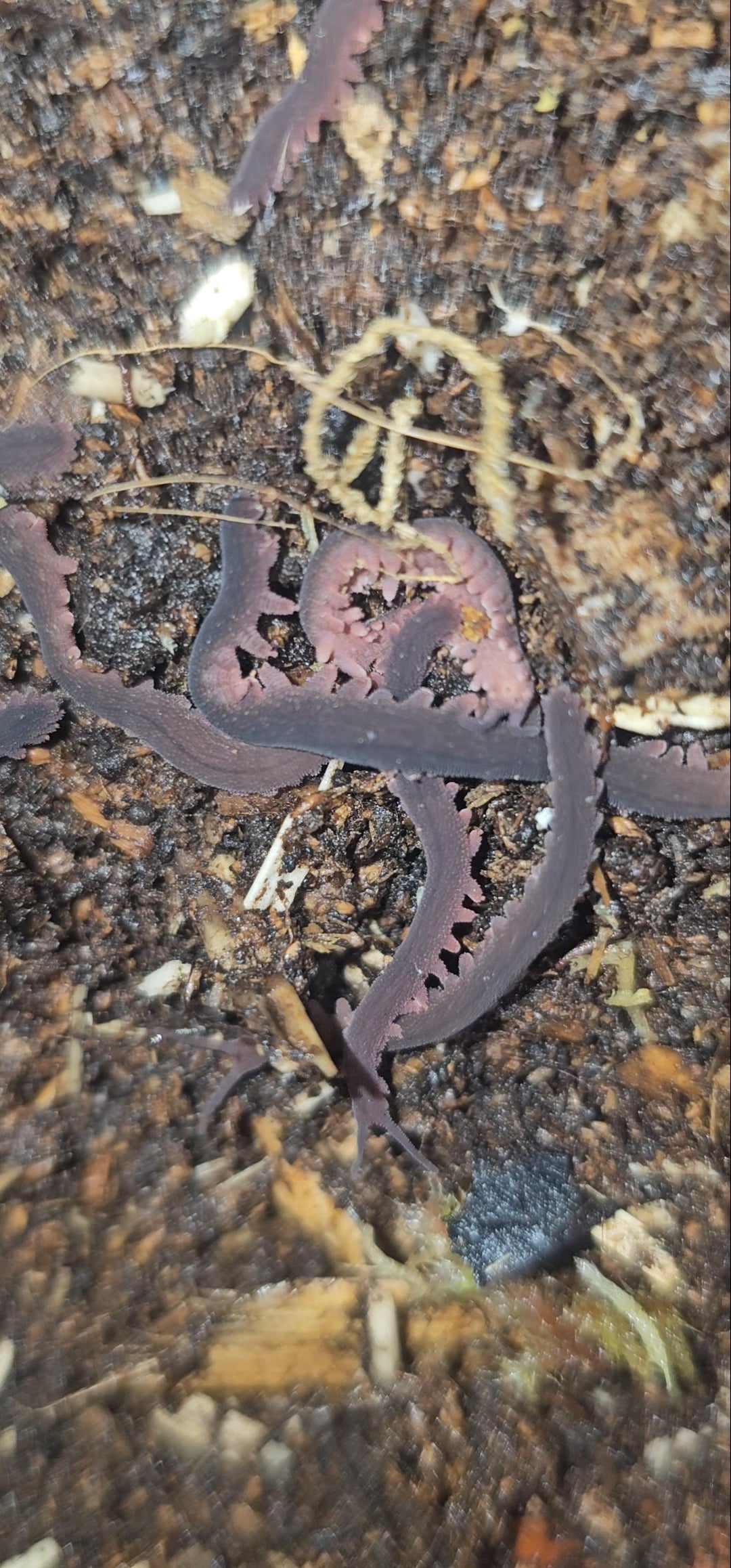Velvet worm Eoperipatus totoro