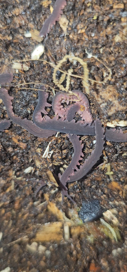 Velvet worm Eoperipatus totoro