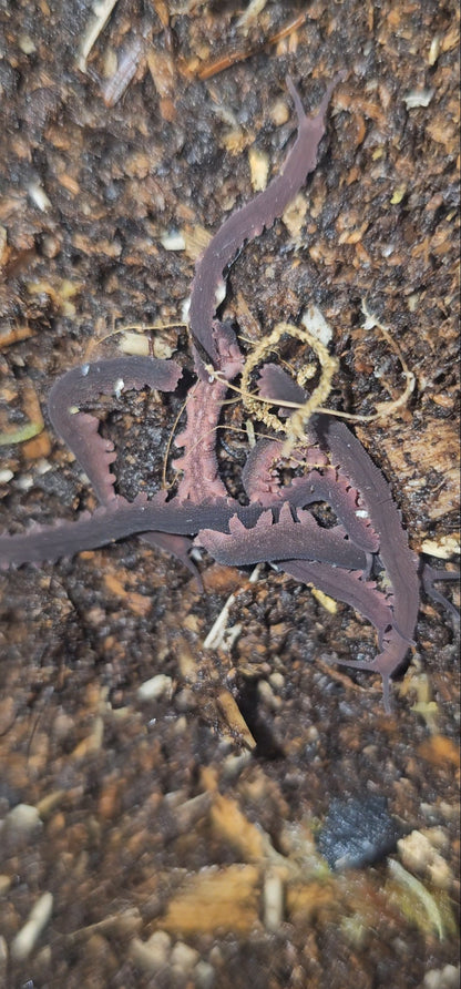 Velvet worm Eoperipatus totoro