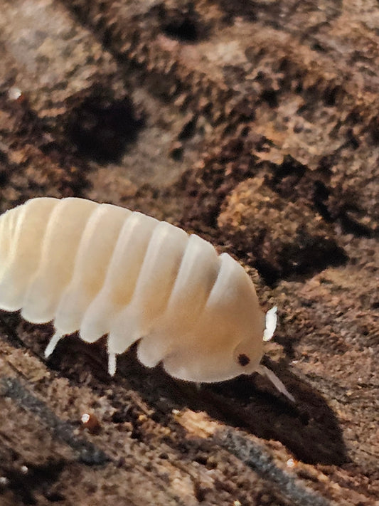 Cubaris panda pink rose