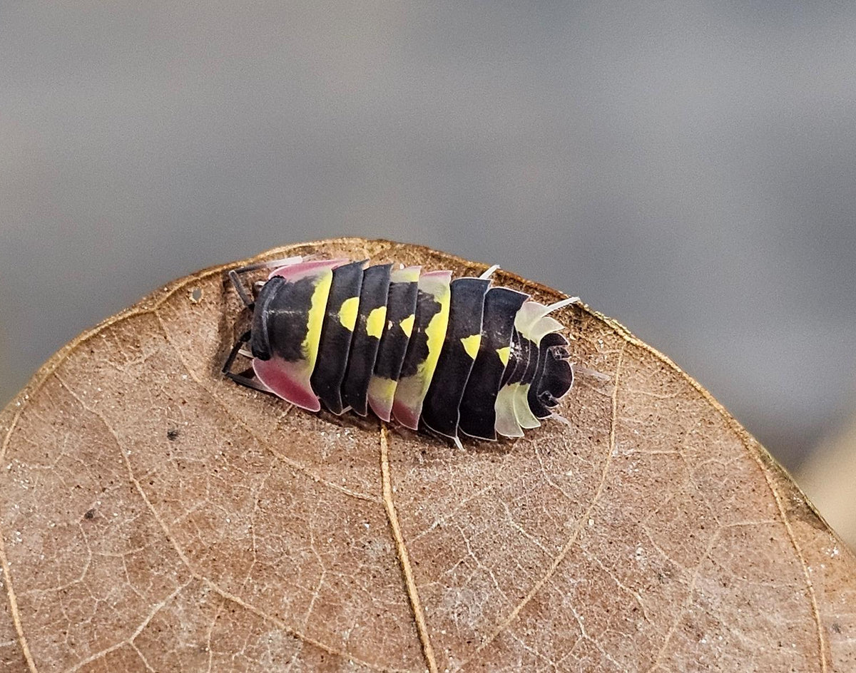 Ardentiella yellow arrow